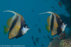 BD-120424-Marsa-Alam-6355-Heniochus-intermedius.-Steindachner.-1893-[Red-sea-bannerfish].jpg